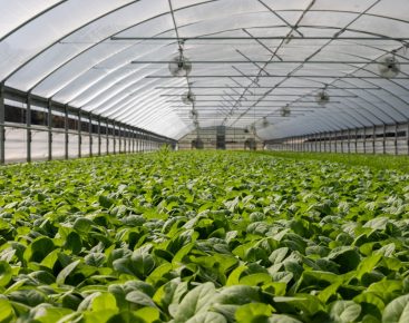 AgriTech